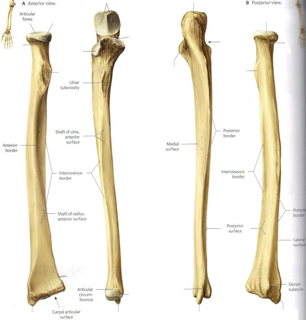 ulna définition C'est quoi